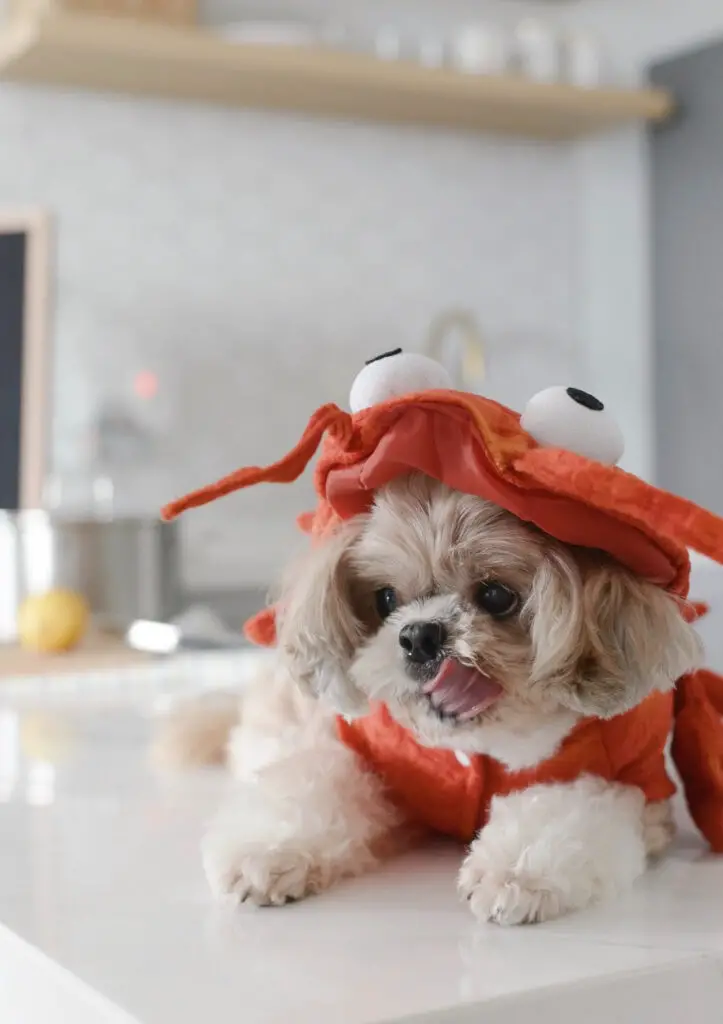 Dog Halloween Costume