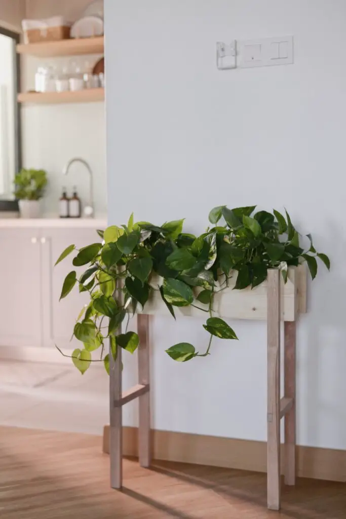 How To Arrange Indoor Plants