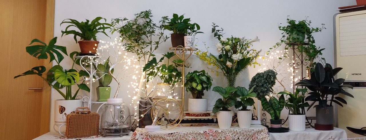Indoor plants home decor for rental