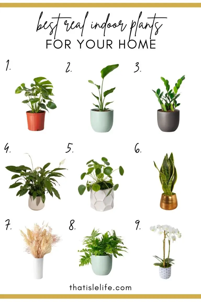 How To Arrange Indoor Plants In Your Home Like A Pro